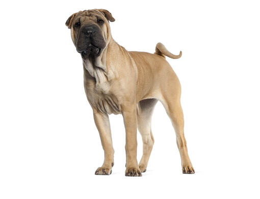 Câine sales shar pei